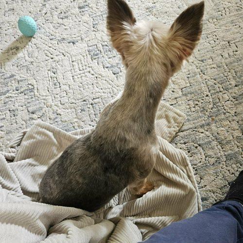 Enlarge Ginger, a Adoptable Yorkshire Terrier in Sanford, NC image 2/2