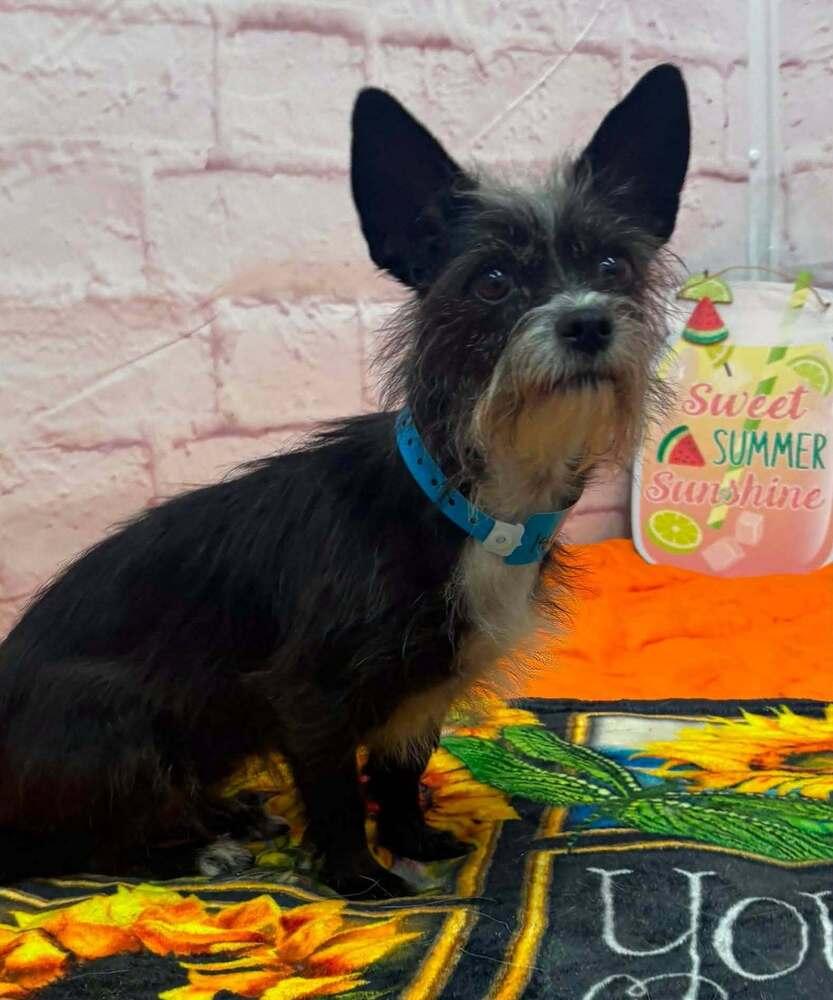 Enlarge Heidi, a ADOPTABLE mixed breed in China Township, MI image 4/6