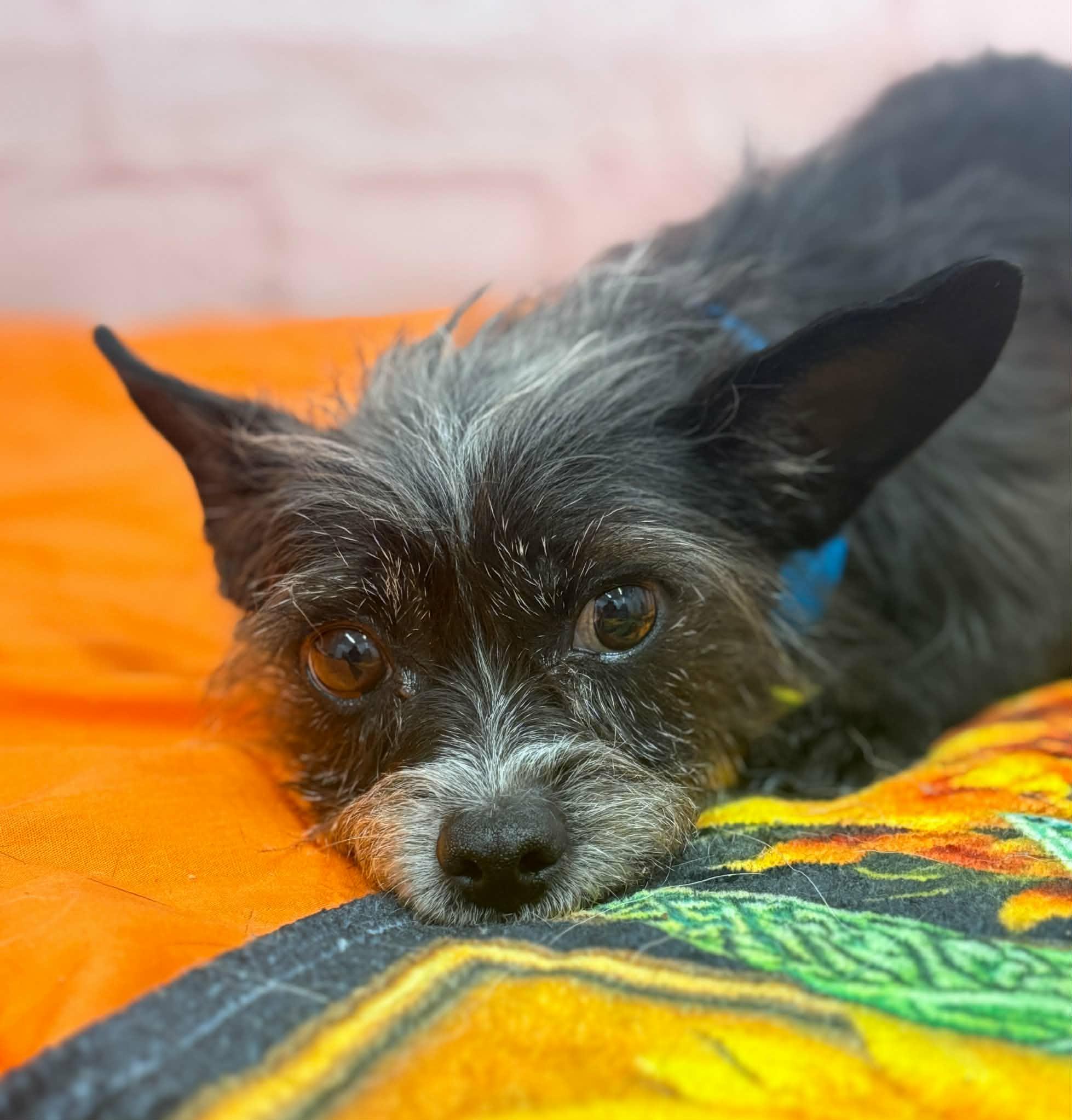Enlarge Heidi, a ADOPTABLE mixed breed in China Township, MI image 3/6