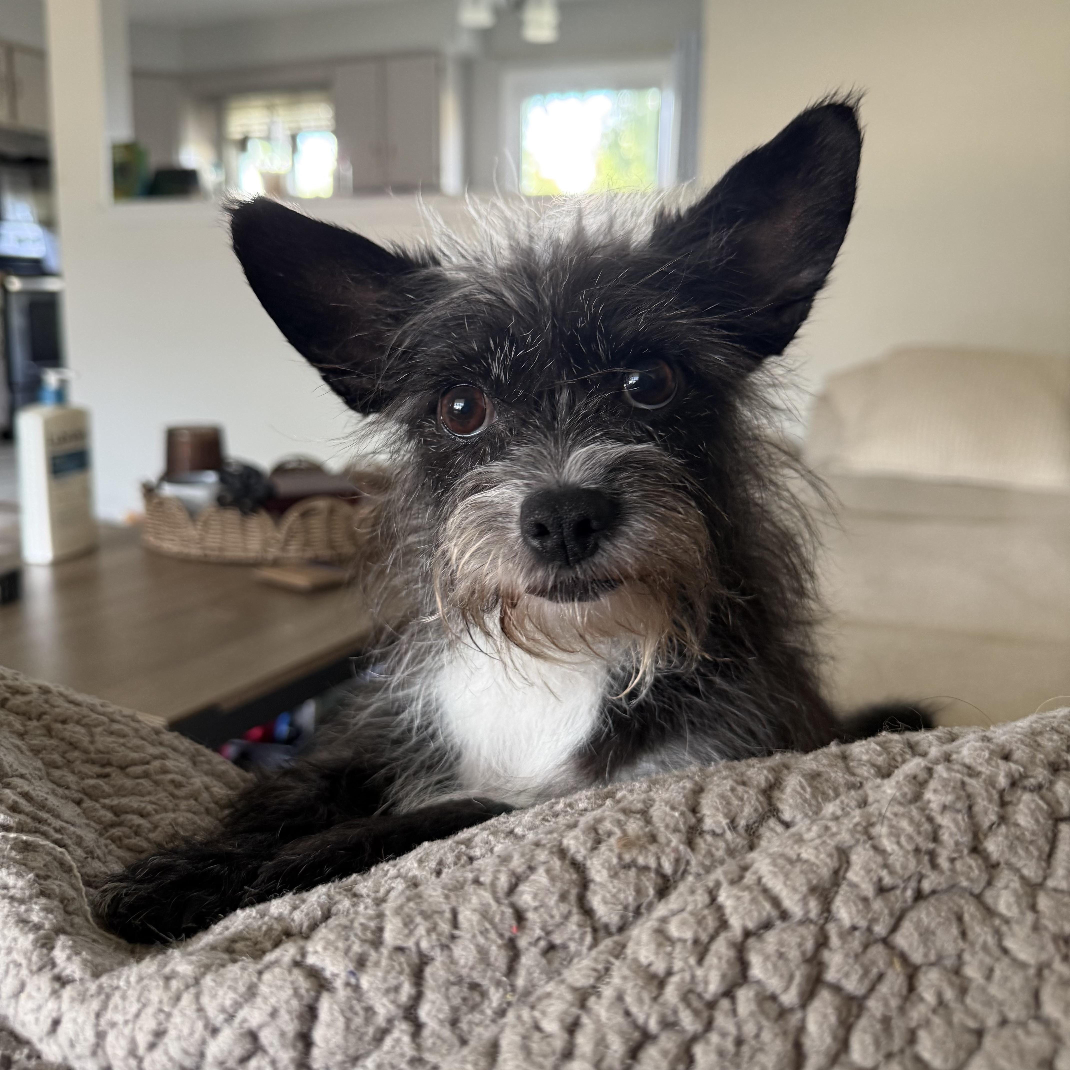 Enlarge Heidi, a ADOPTABLE mixed breed in China Township, MI image 1/6