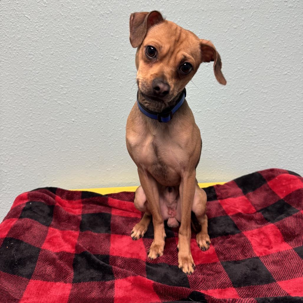 Finn, a Adoptable Chihuahua in Fresno, CA image 3/4
