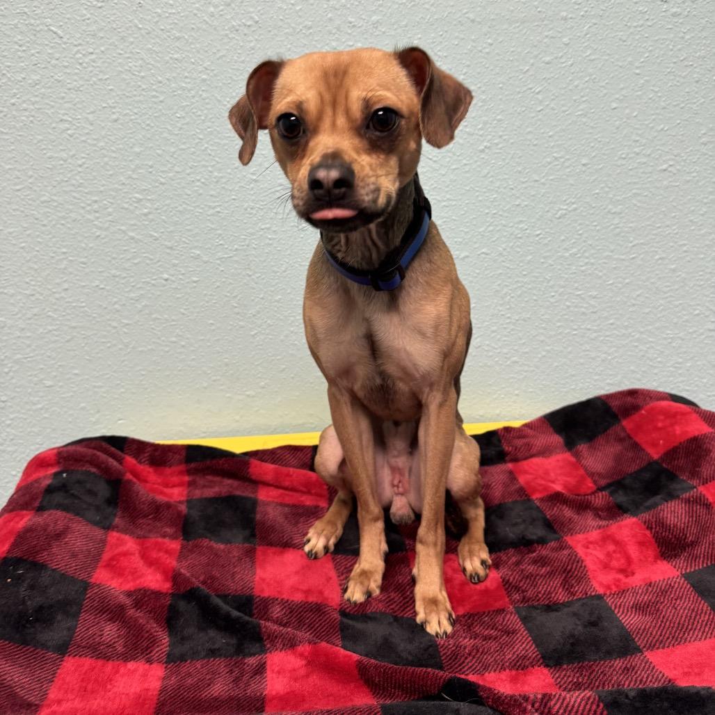 Finn, a Adoptable Chihuahua in Fresno, CA image 4/4