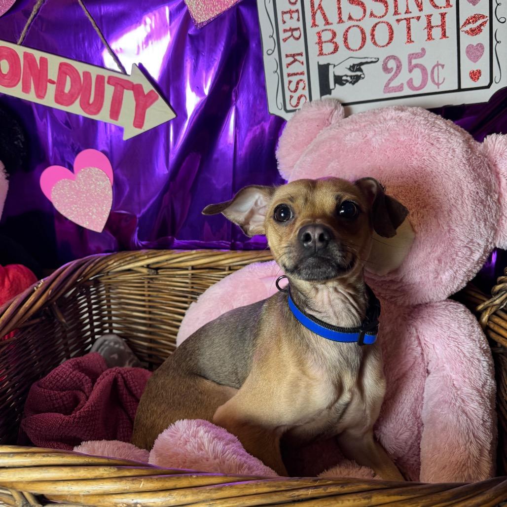 Finn, Adoptable, Adult Male Chihuahua.