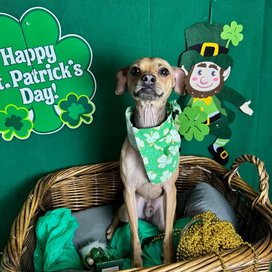 Finn, a Adoptable Chihuahua in Fresno, CA image 2/4