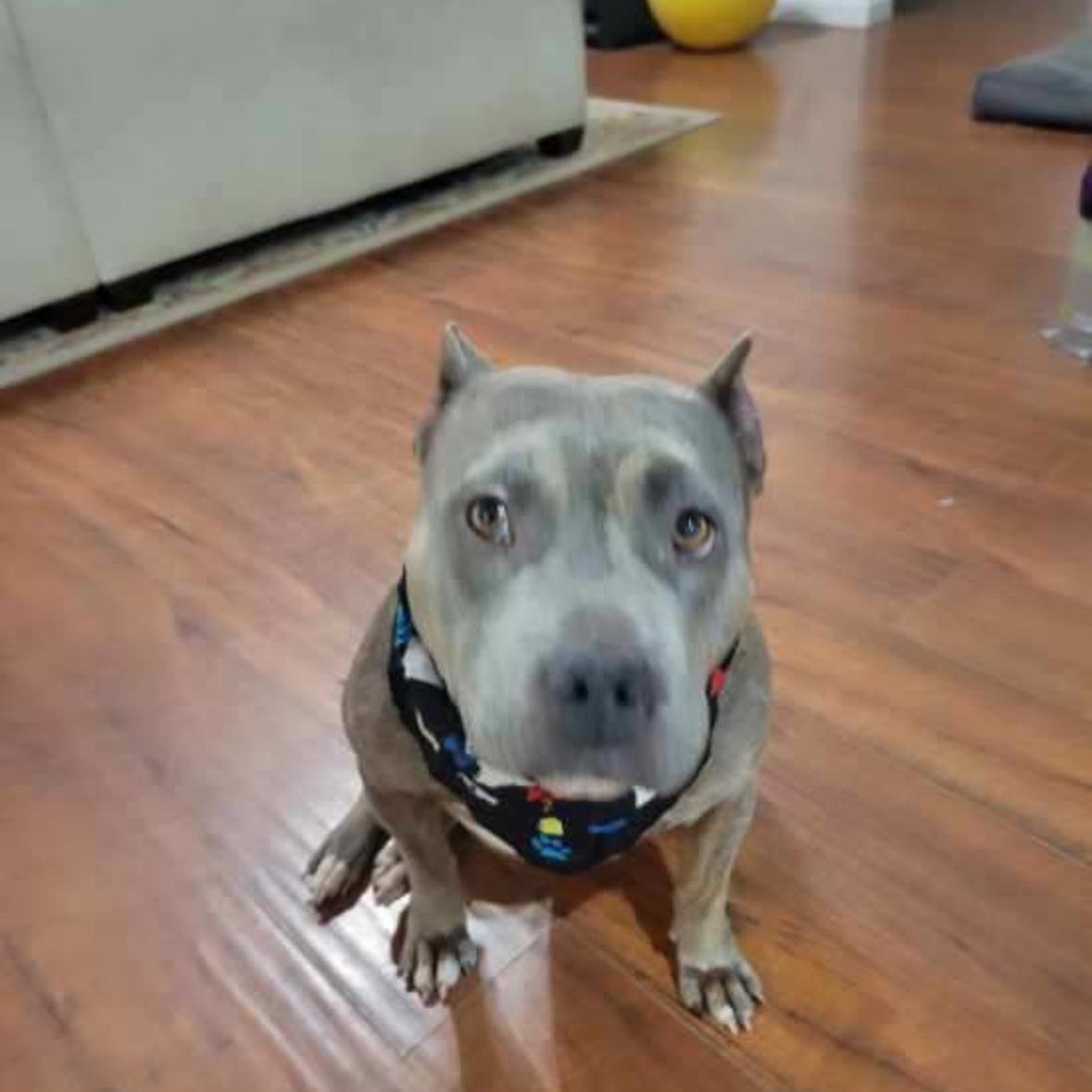 Jelly bean — thumbnail 2