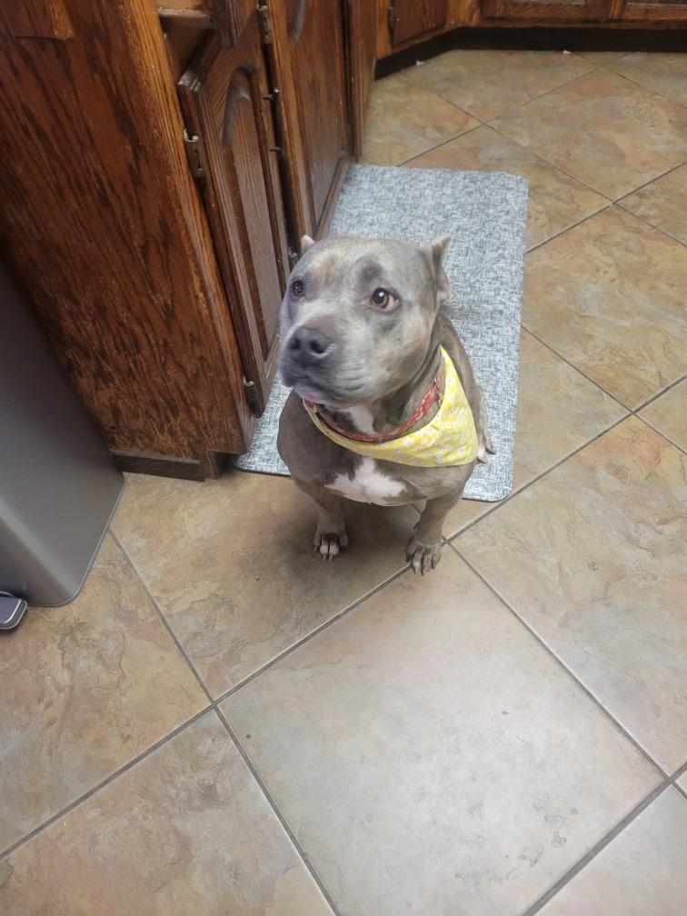 Jelly bean — thumbnail 3