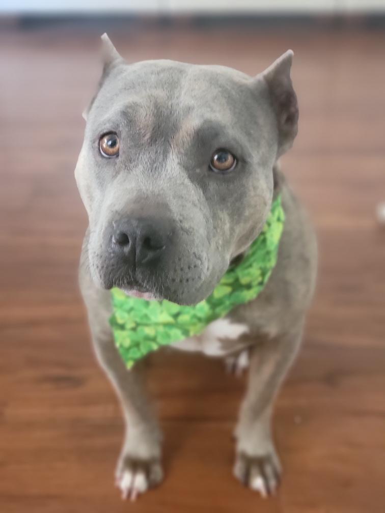 Jelly bean — thumbnail 4