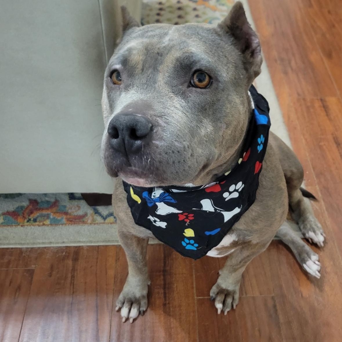 Jelly bean — thumbnail 5