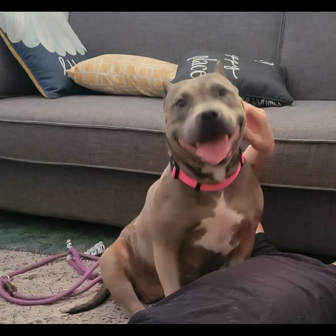 Jelly bean — thumbnail 6