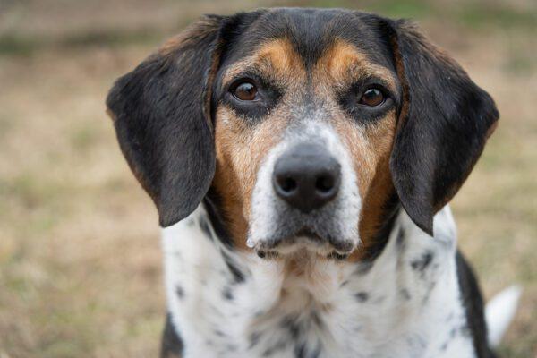RUDY, Adoptable, Adult Male Beagle.