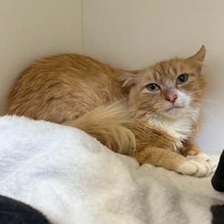 Hummus (ID 51100/1256), adoptable, Young Female Domestic Medium Hair.