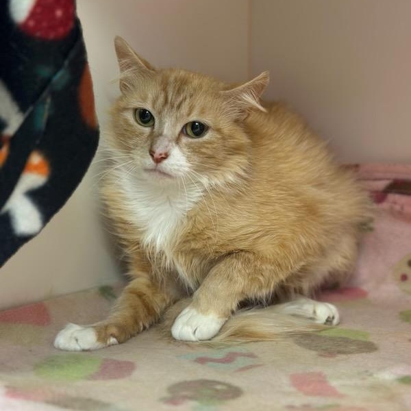 Hummus (ID 51100/1256), adoptable, Young Female Domestic Medium Hair.