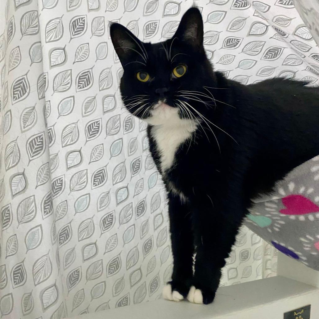 Nala, Adoptable, Adult Female Domestic Short Hair.