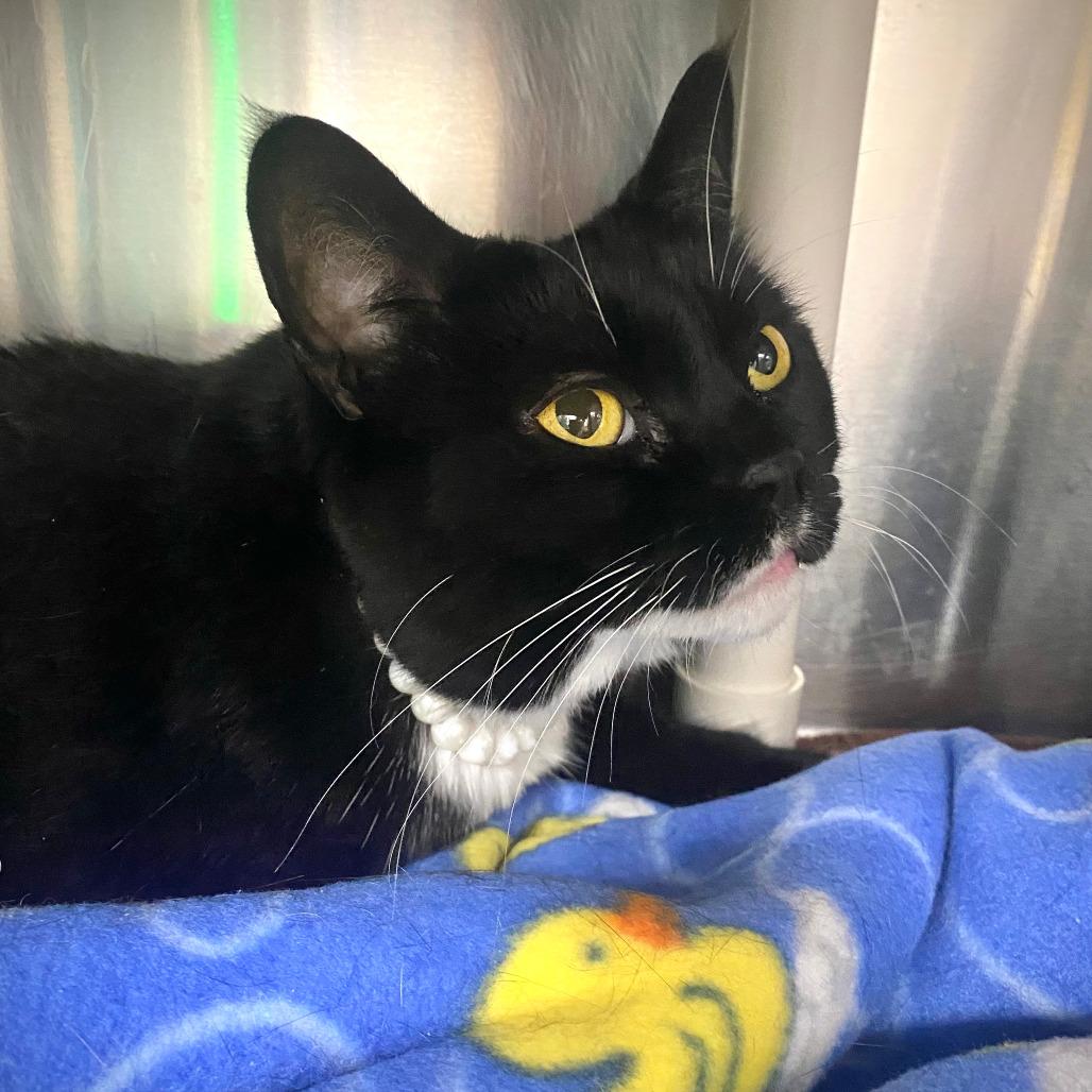 Nala, Adoptable, Adult Female Domestic Short Hair.