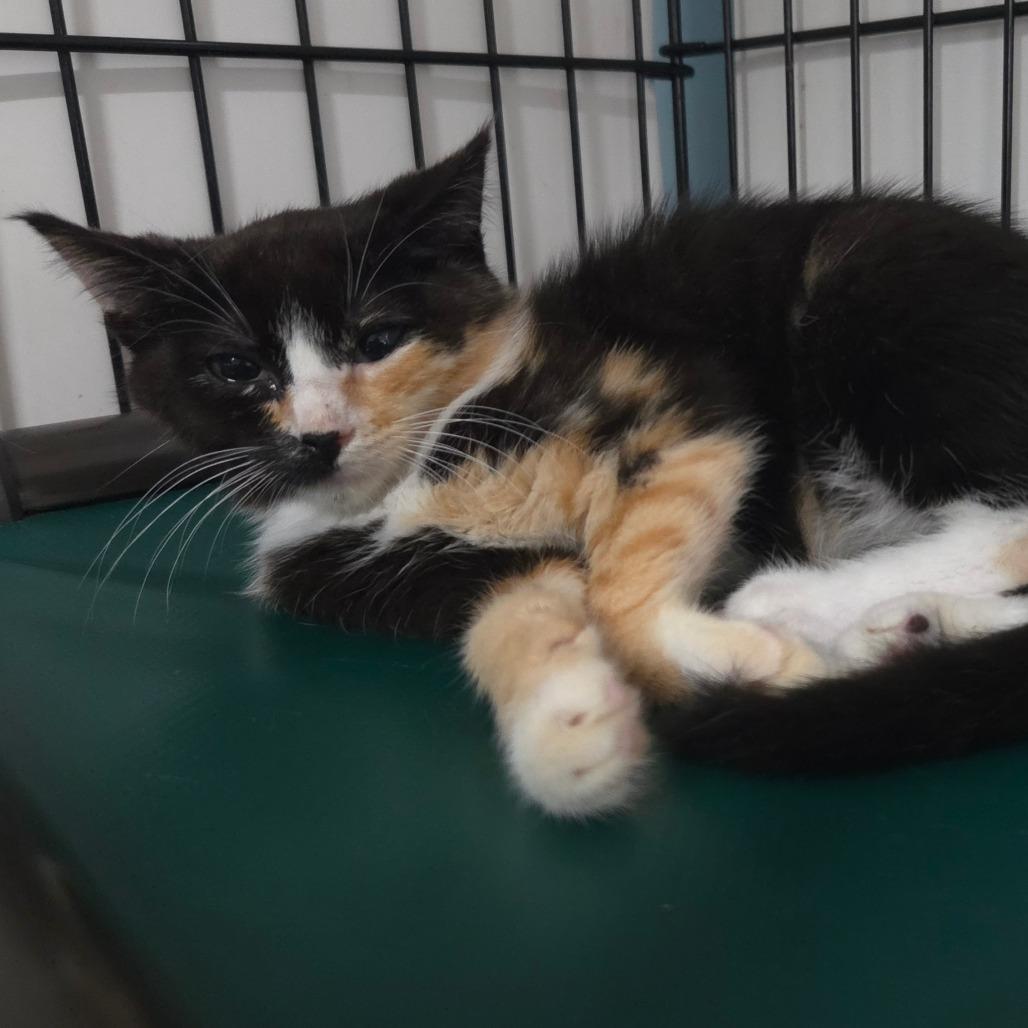 Lizzee, Adoptable, Kitten Female Domestic Short Hair.