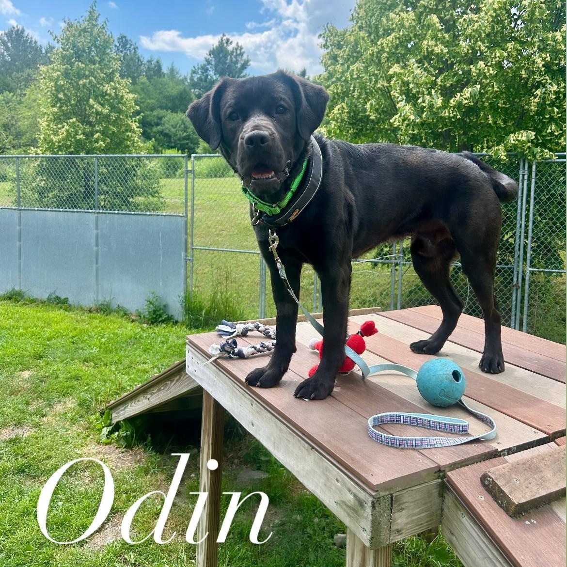 Odin