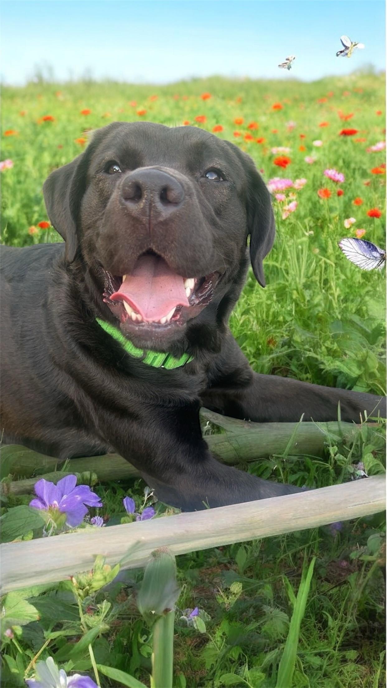 Odin
