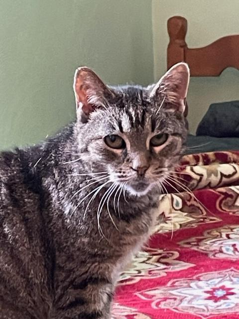Magnolia, Adoptable, Senior Female Domestic Short Hair.
