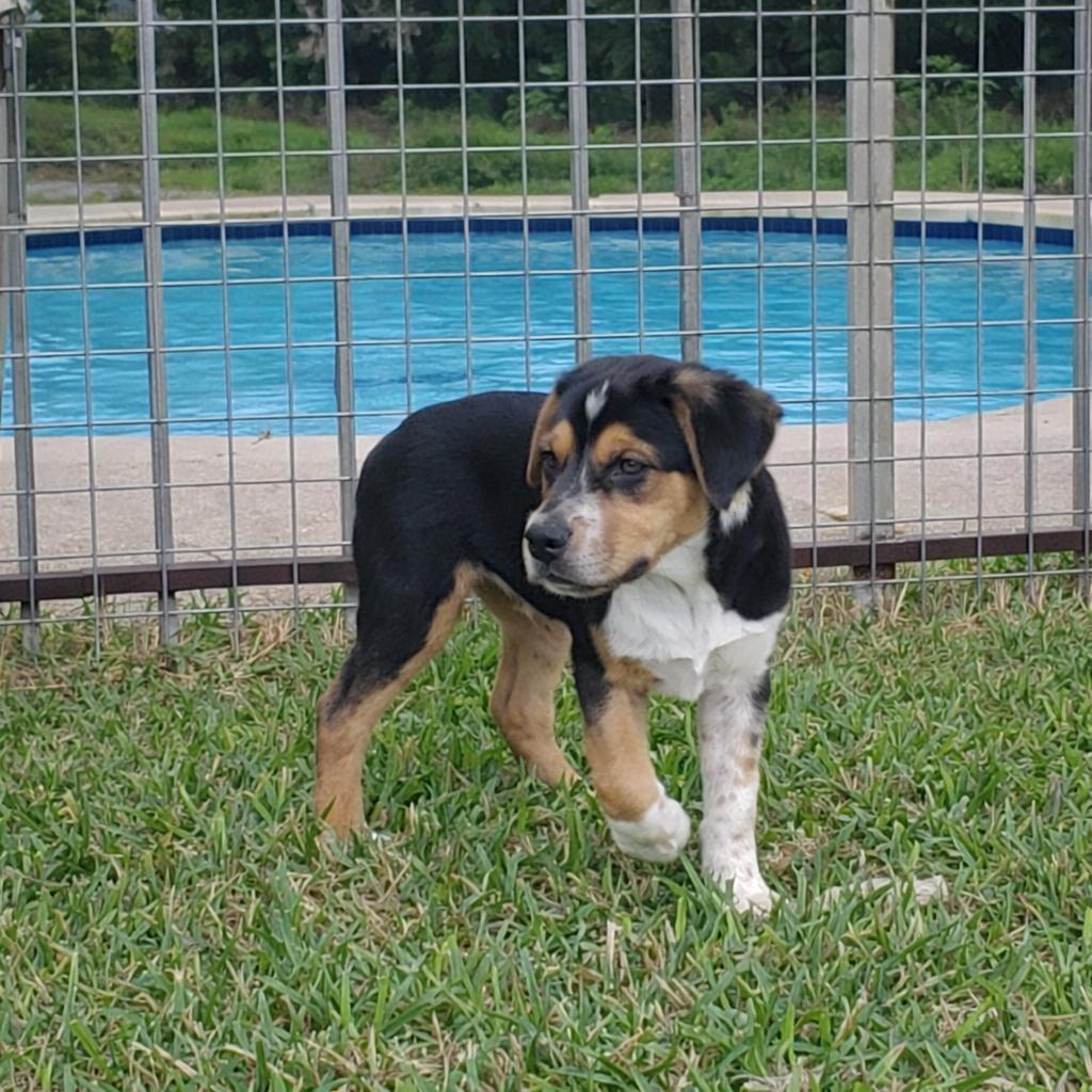 Enlarge Maverick, an adopted mixed breed in Tukwila, WA image 2/6