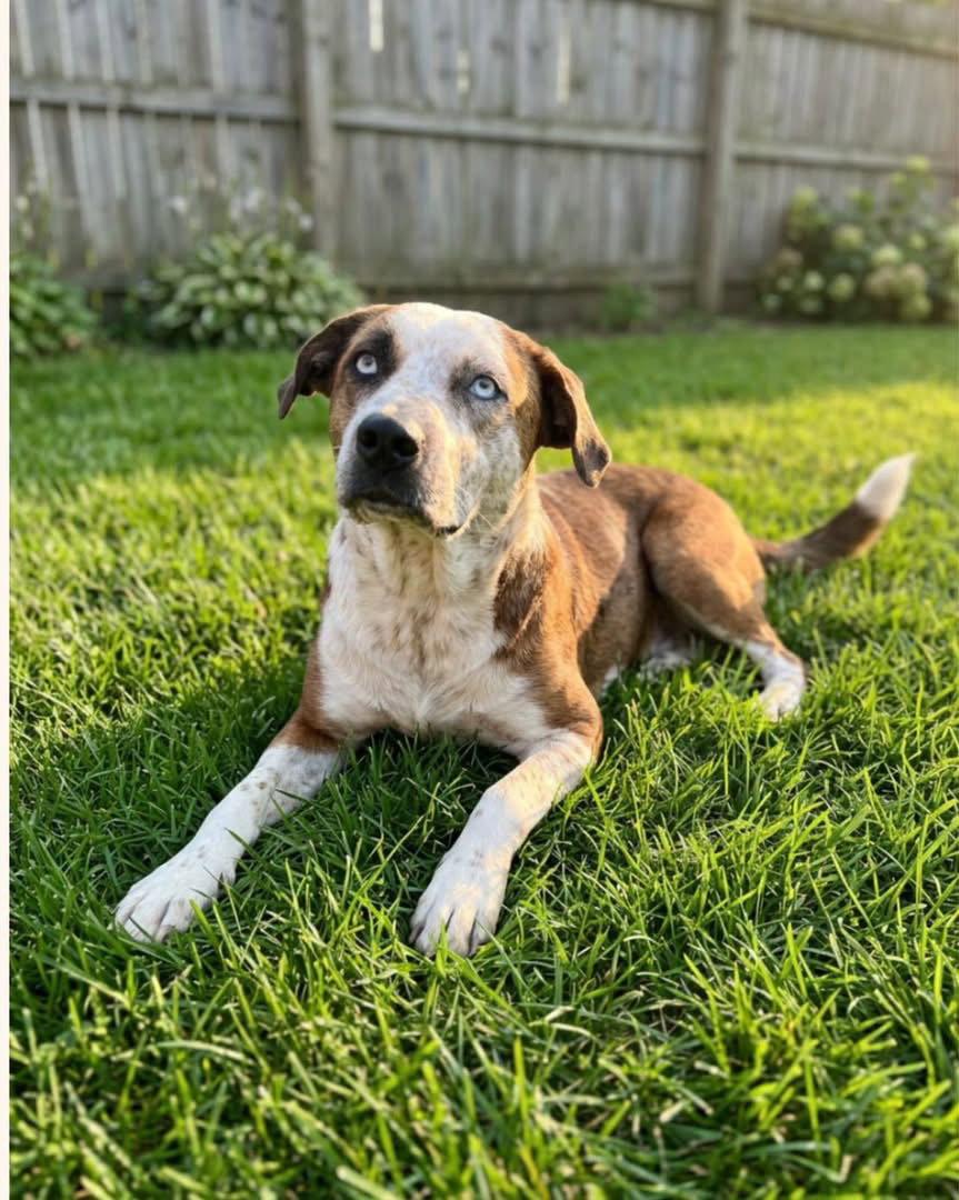 Enlarge Piper, a Adoptable mixed breed in Barnhart, MO image 1/1