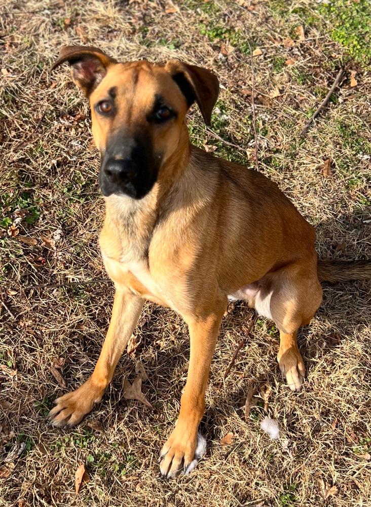 Enlarge Gary, a Adoptable mixed breed in Dunwoody, GA image 2/6