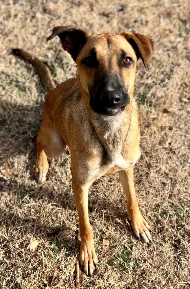 Enlarge Gary, a Adoptable mixed breed in Dunwoody, GA image 3/6