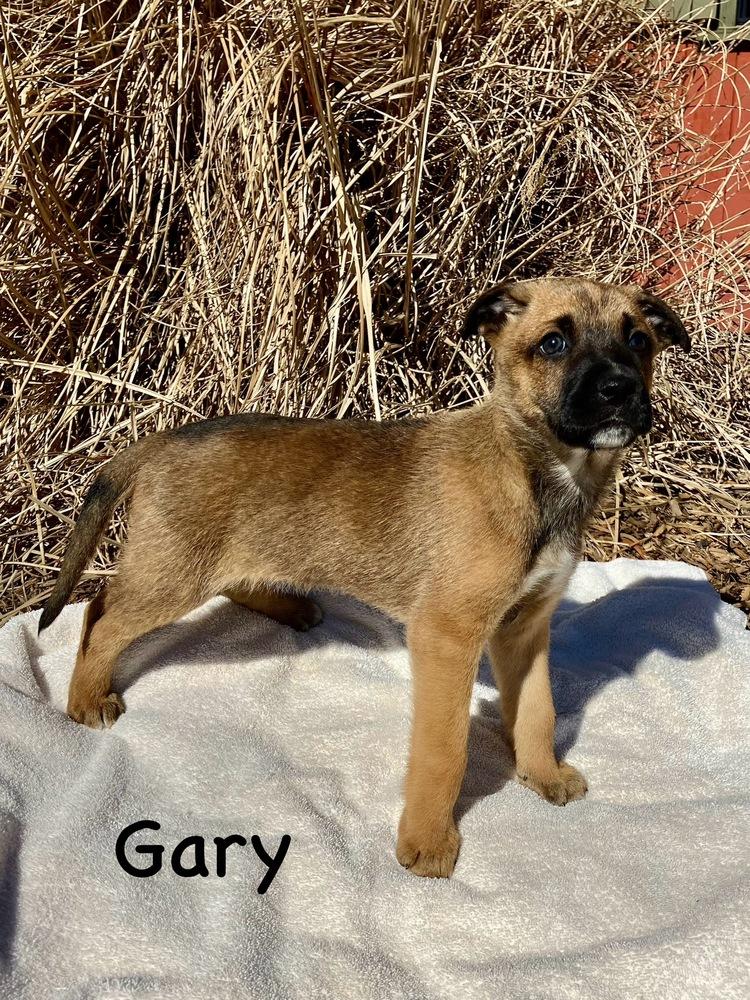 Enlarge Gary, a Adoptable mixed breed in Dunwoody, GA image 4/6