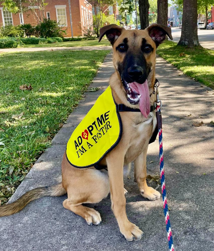 Enlarge Gary, a Adoptable mixed breed in Dunwoody, GA image 5/6