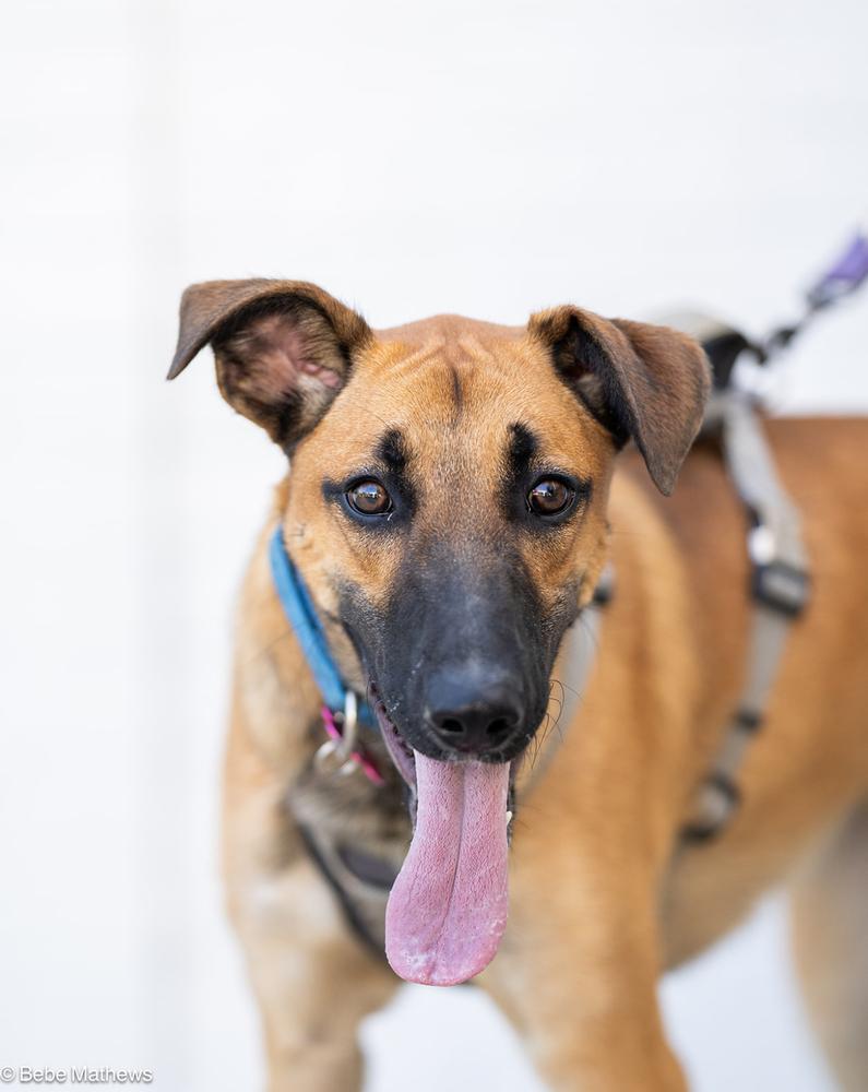 Enlarge Gary, a Adoptable mixed breed in Dunwoody, GA image 6/6