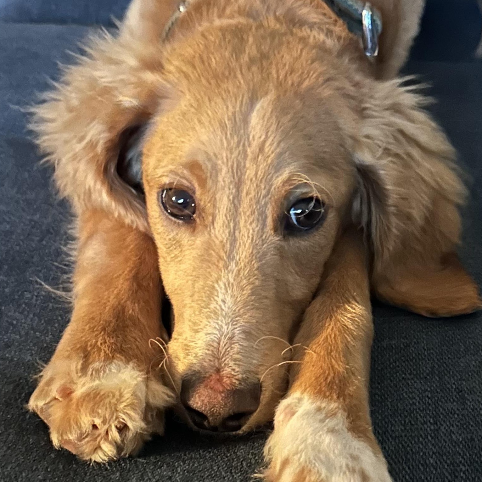 Remmi, ADOPTABLE, Puppy Male Goldendoodle.
