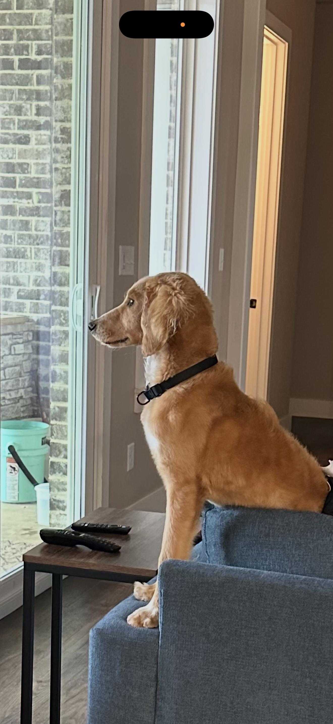 Enlarge Remmi, a ADOPTABLE Goldendoodle in Texarkana, TX image 3/4