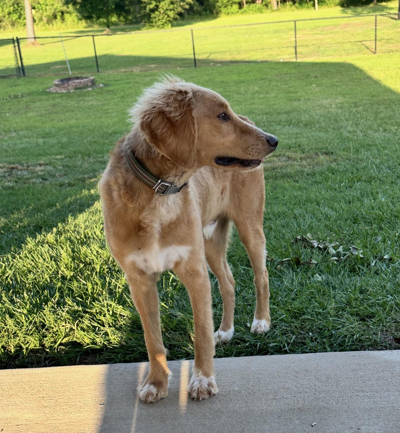 Enlarge Remmi, a ADOPTABLE Goldendoodle in Texarkana, TX image 5/6