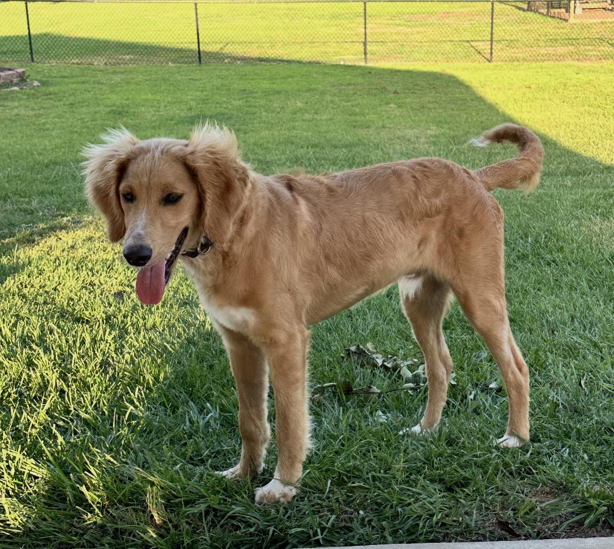 Enlarge Remmi, a ADOPTABLE Goldendoodle in Texarkana, TX image 6/6
