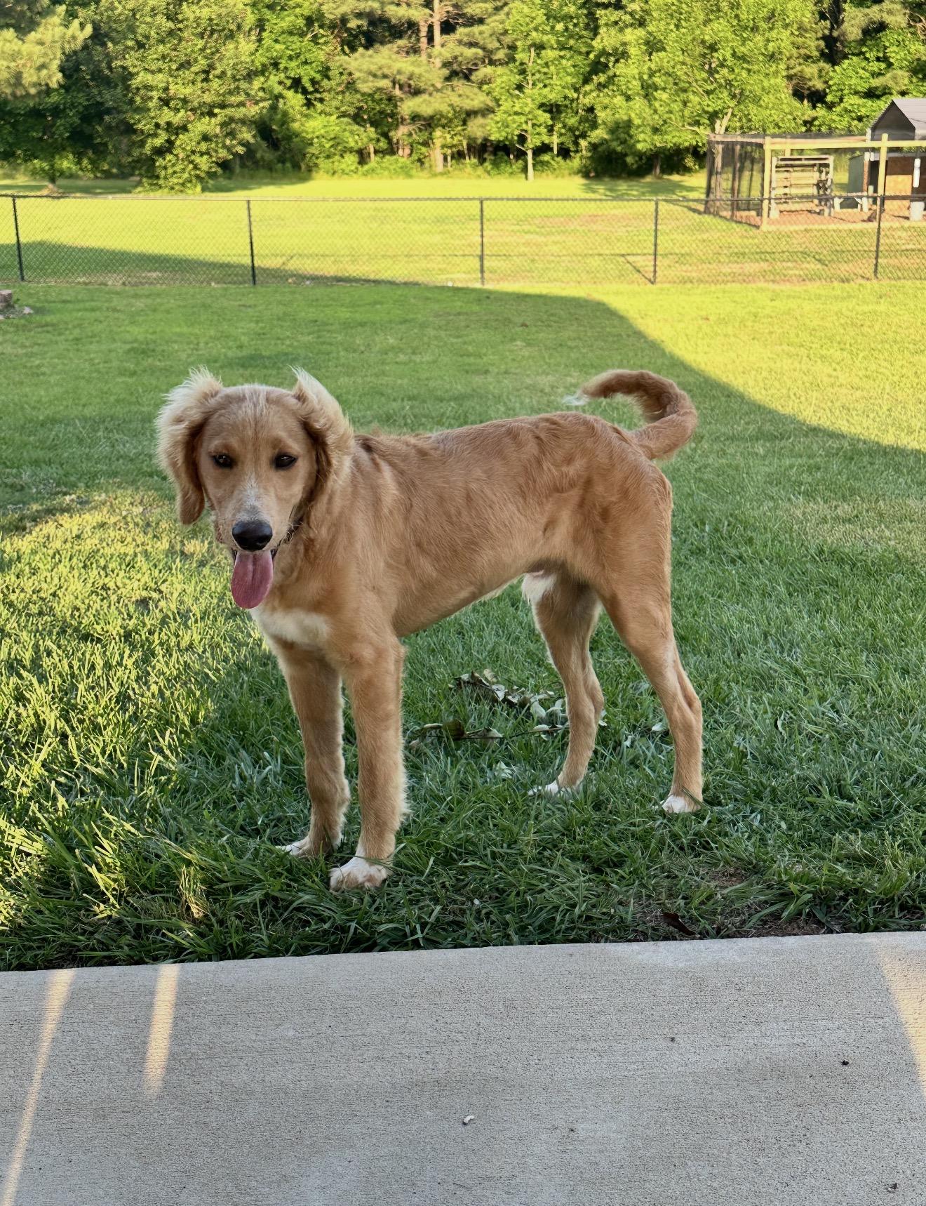Enlarge Remmi, a ADOPTABLE Goldendoodle in Texarkana, TX image 2/6