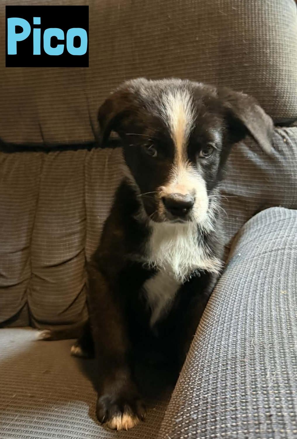 Pico, ADOPTABLE, Puppy Male Collie.