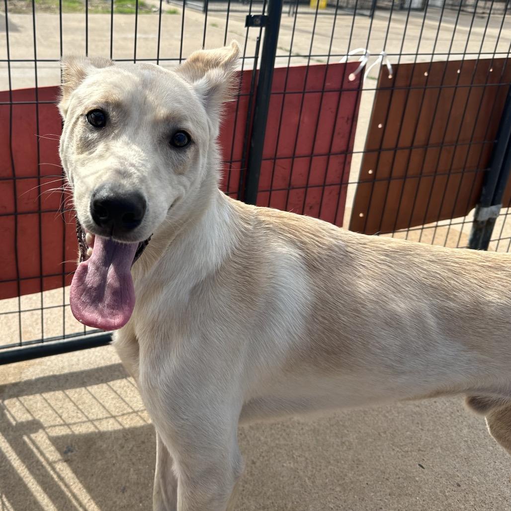 Enlarge Cozby, a Adoptable Mixed Breed in Lake Jackson, TX image 1/3