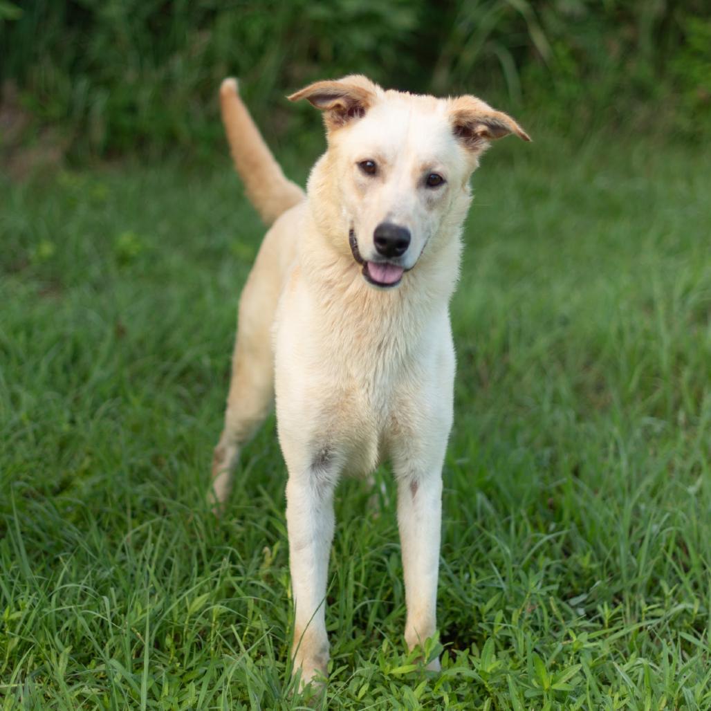 Cozby, Adoptable, Young Male Mixed Breed.