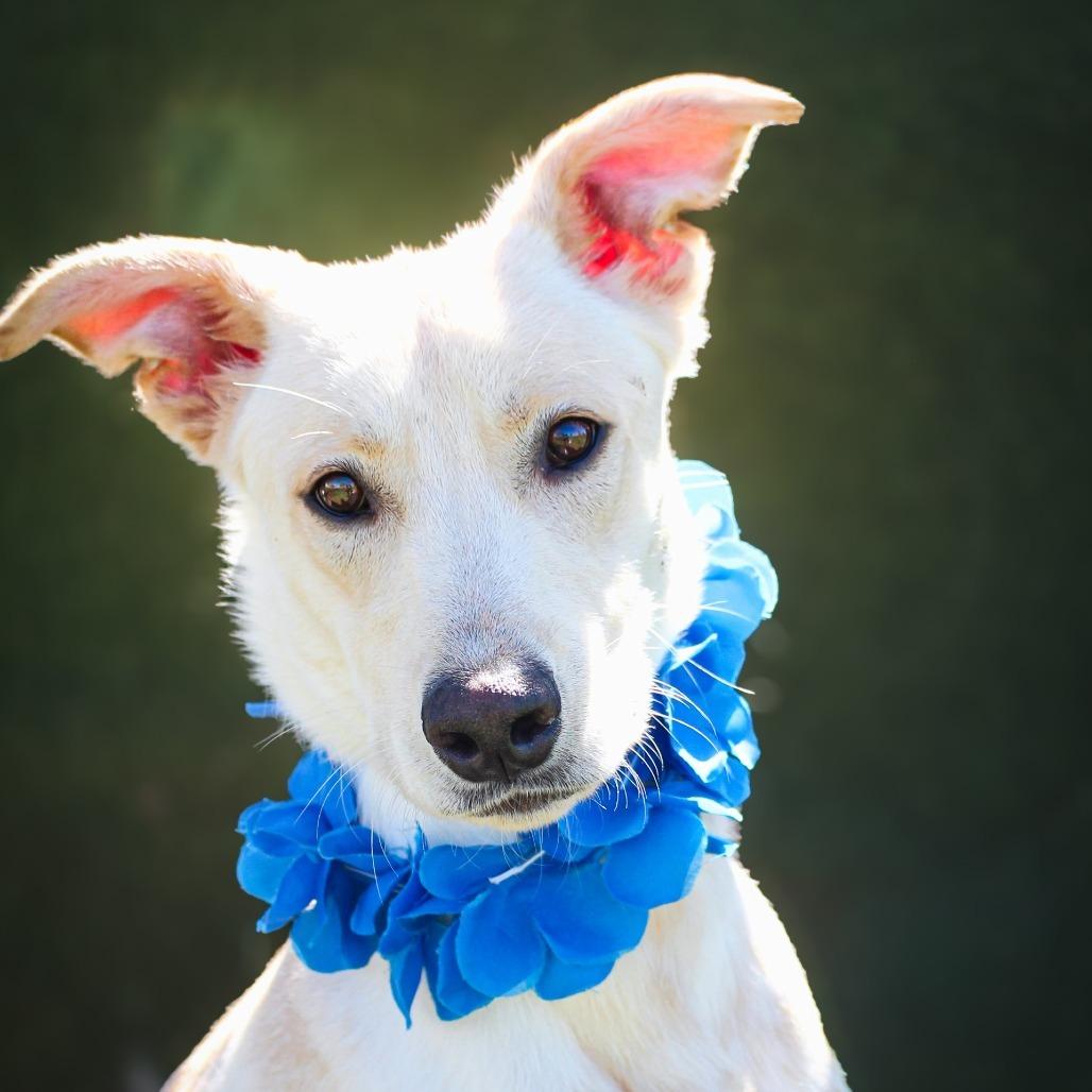 Enlarge Cozby, a Adoptable Mixed Breed in Lake Jackson, TX image 3/3