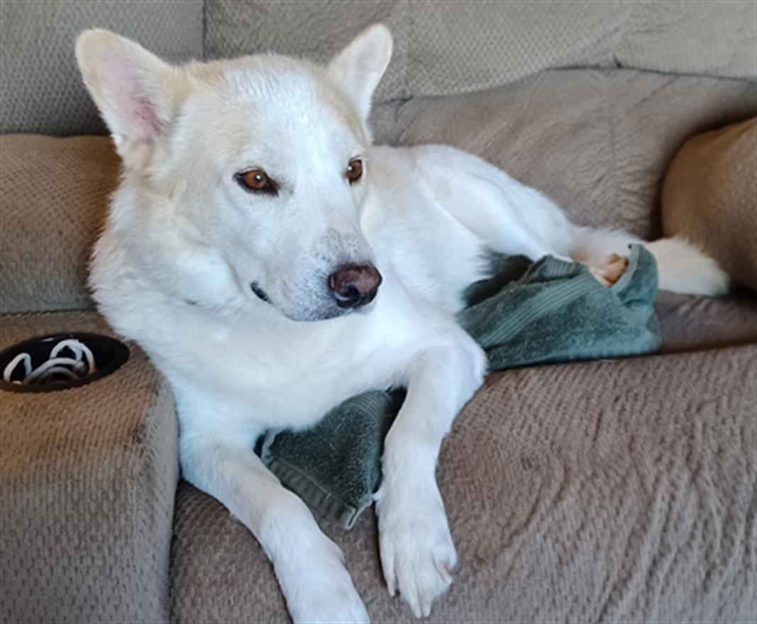 JASPER, Adoptable, Adult Male Australian Cattle Dog / Blue Heeler & Mixed Breed.