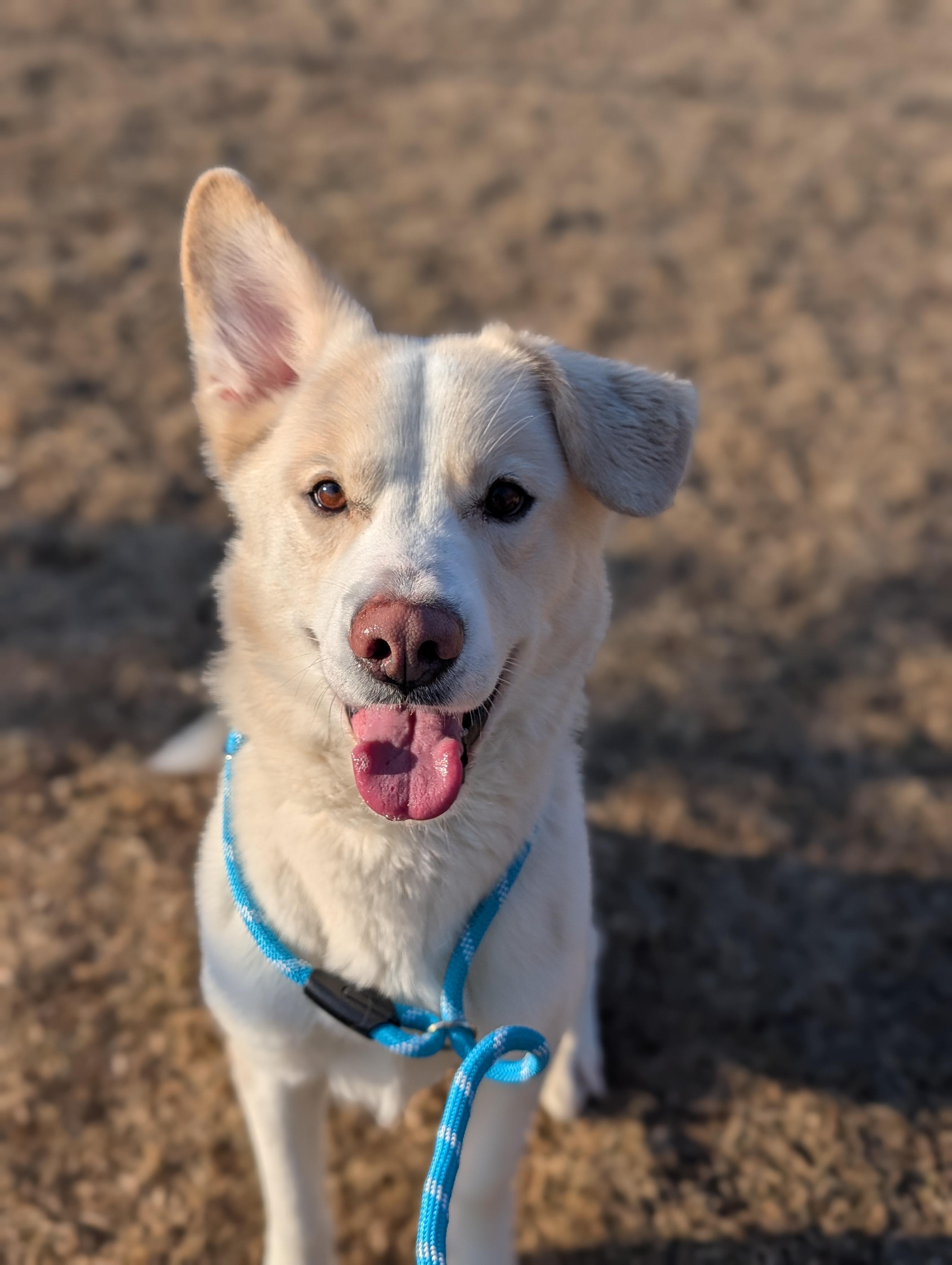 Enlarge Polo bear, an adopted mixed breed in Cedar Rapids, IA image 1/2