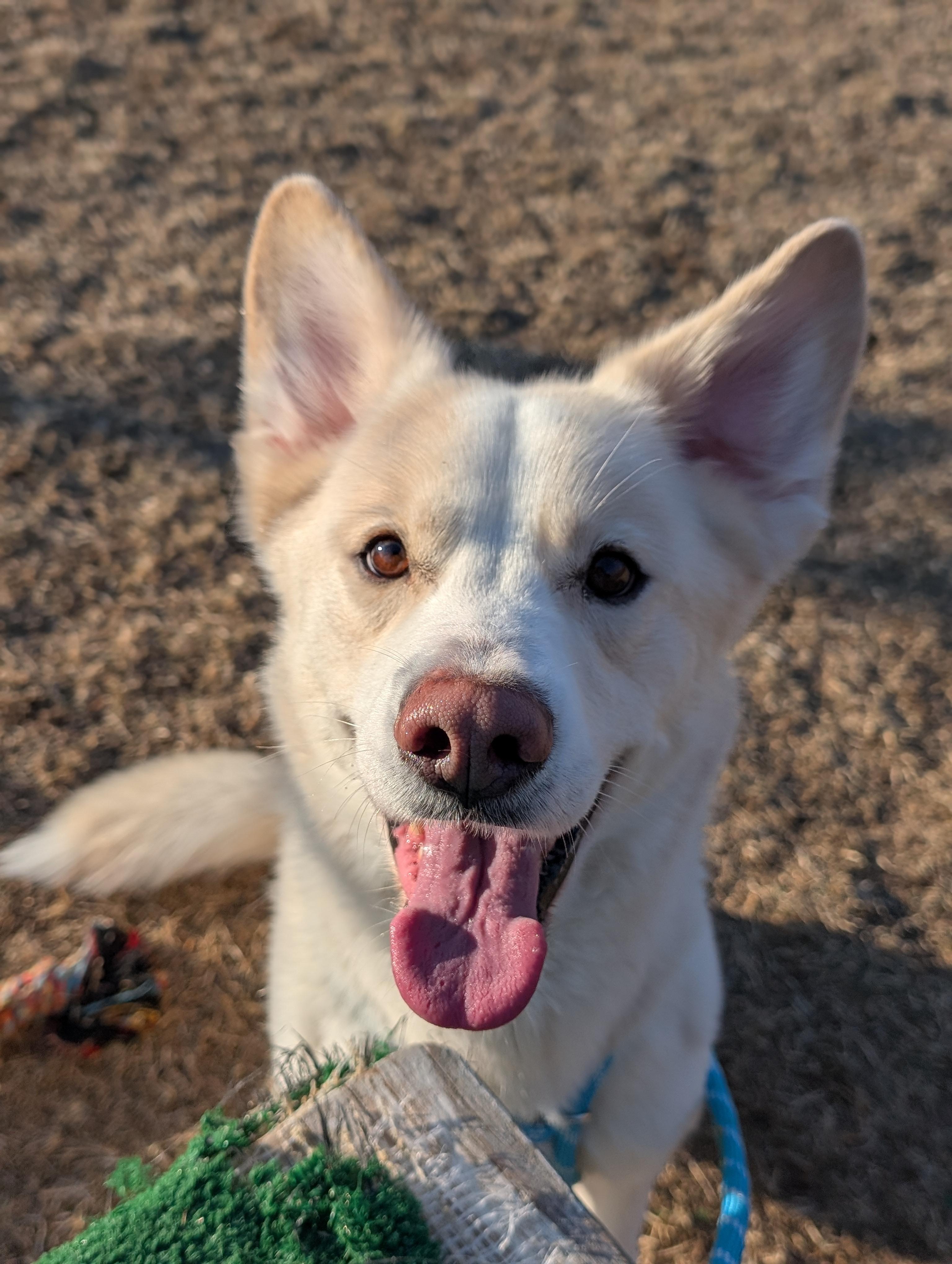 Enlarge Polo bear, an adopted mixed breed in Cedar Rapids, IA image 2/2