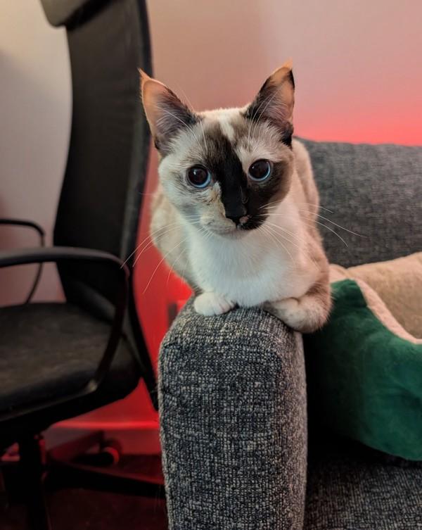 Enlarge Max Mayfield, a Adoptable mixed breed in Novato, CA image 4/6