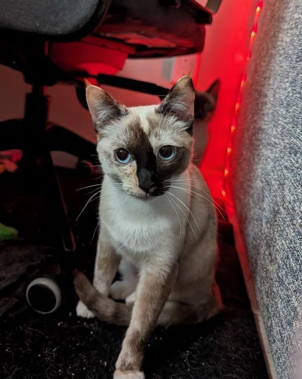 Enlarge Max Mayfield, a Adoptable mixed breed in Novato, CA image 5/6