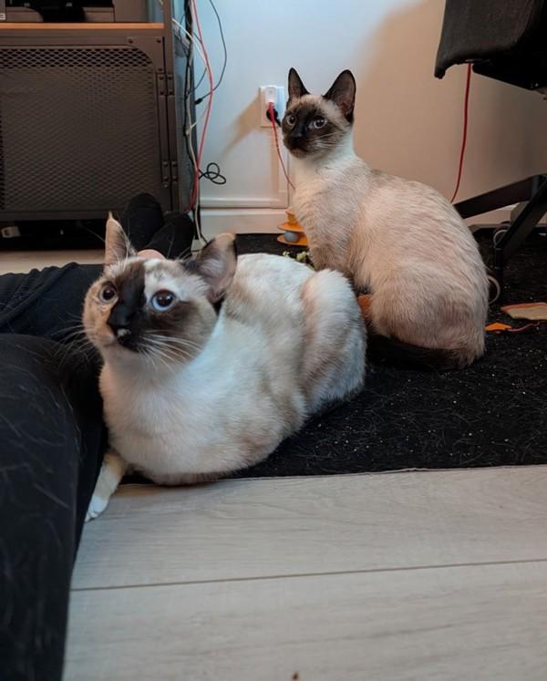 Enlarge Max Mayfield, a Adoptable mixed breed in Novato, CA image 6/6