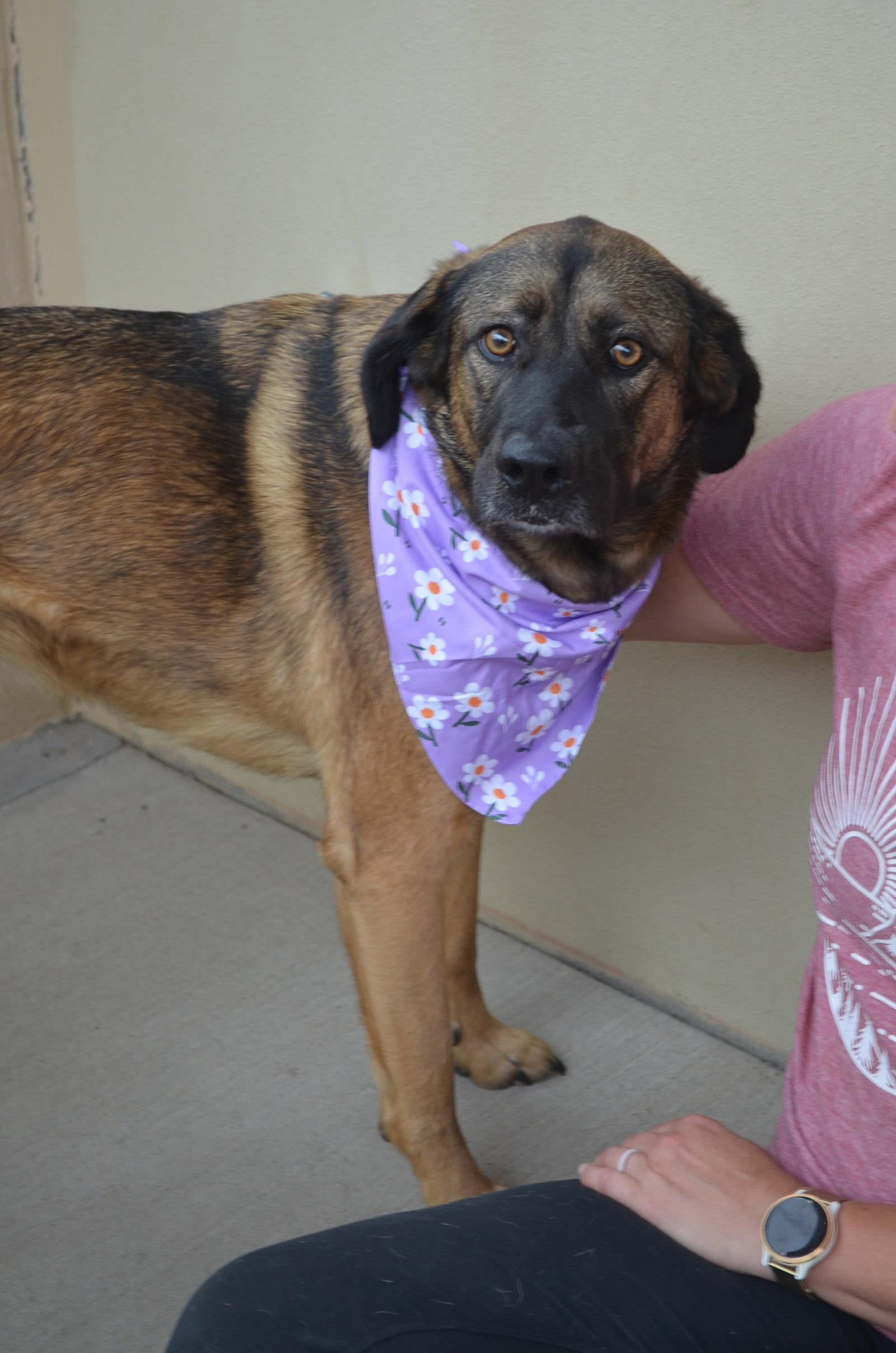 Luna, Adoptable, Young Female Great Pyrenees.