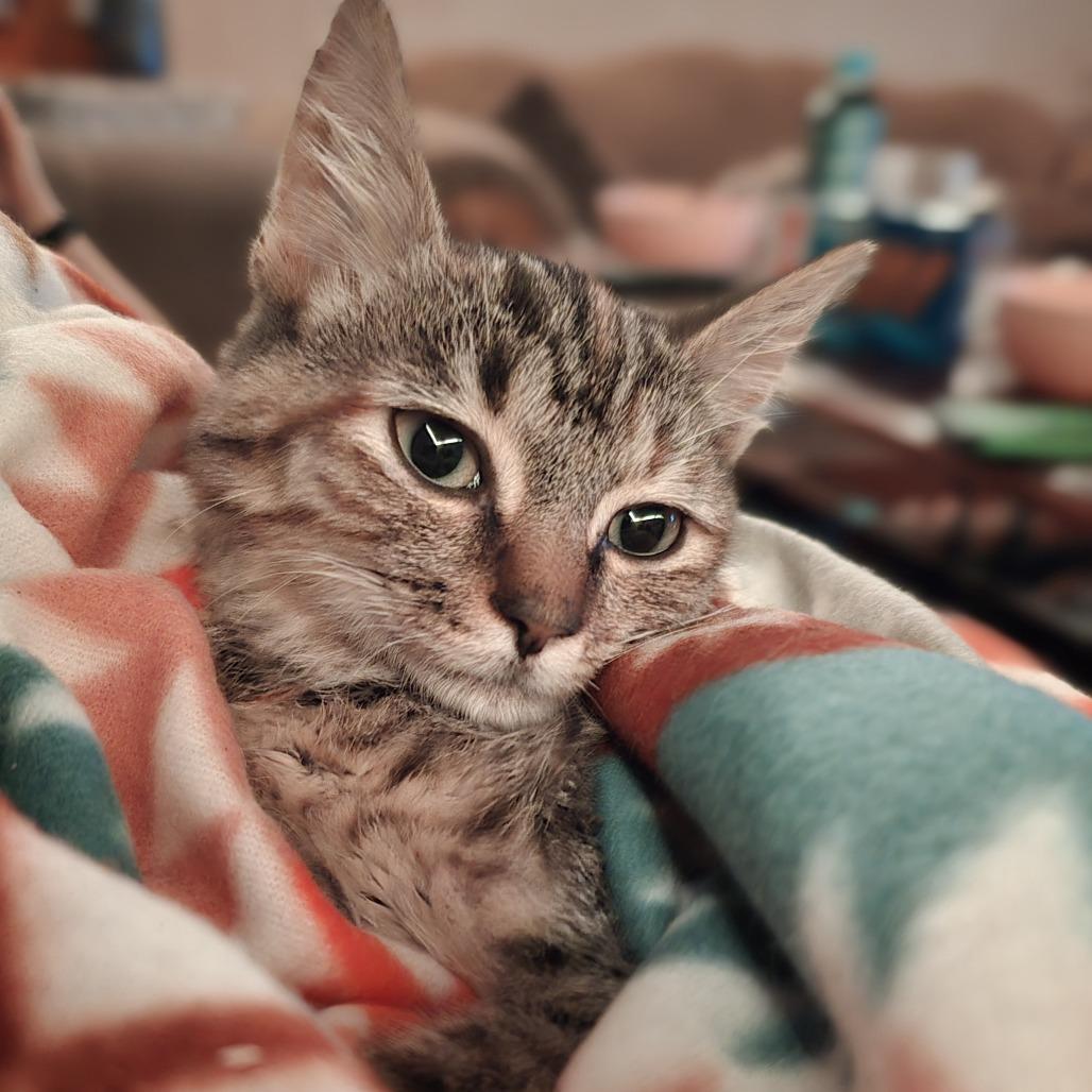 Oakley, Adoptable, Kitten Female Domestic Short Hair.