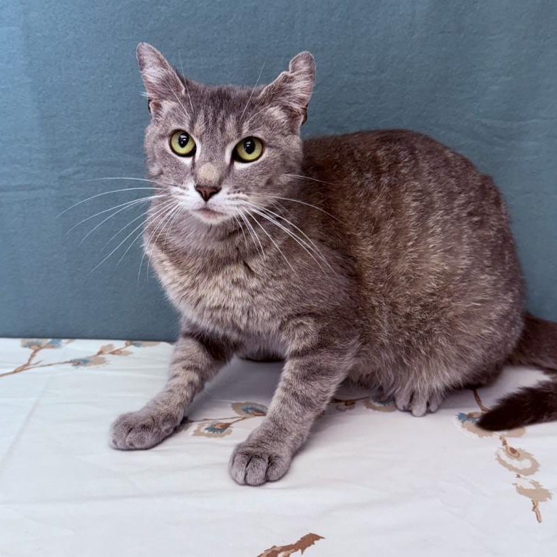 Opal, Adoptable, Young Female Domestic Short Hair.