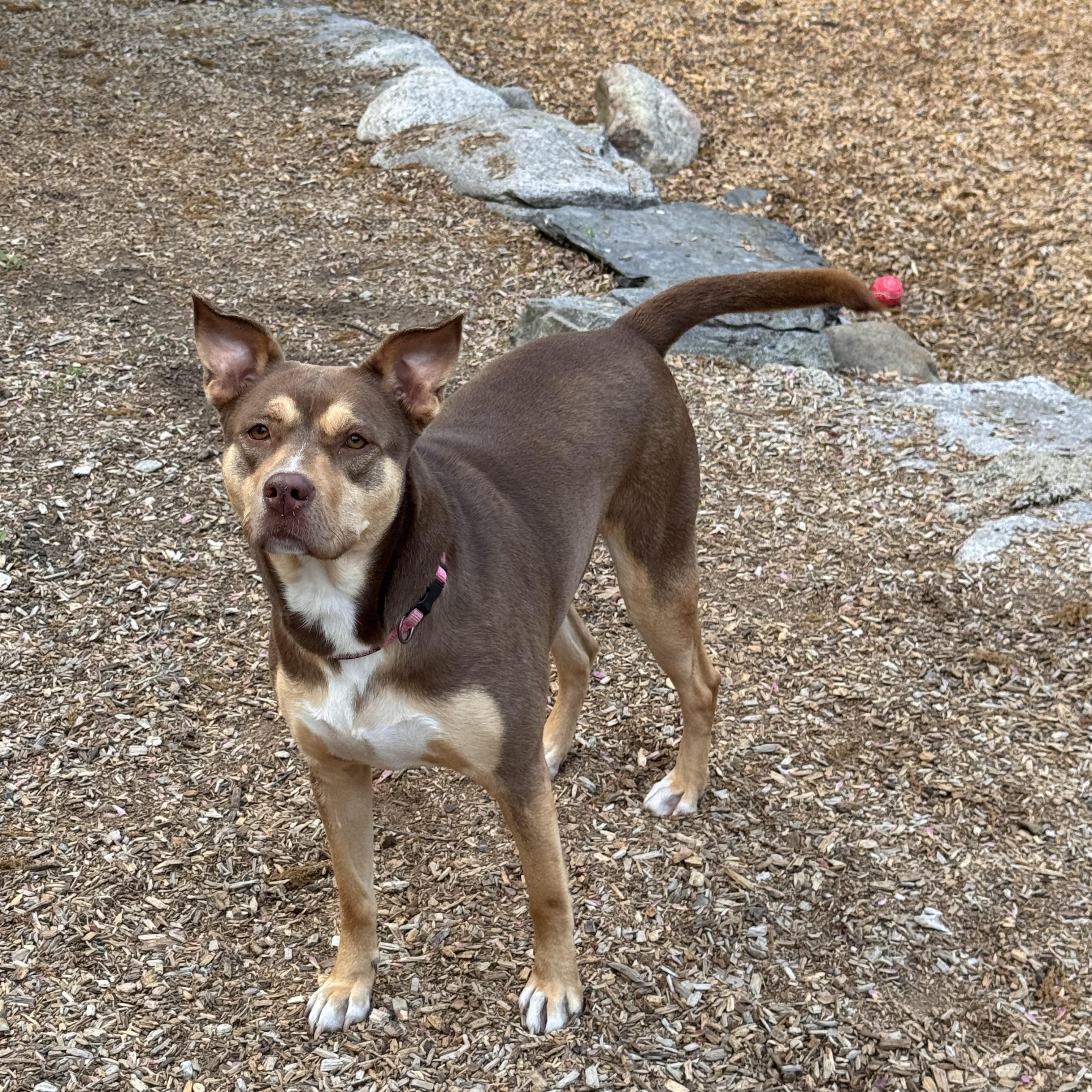 Enlarge Heather, a ADOPTABLE mixed breed in Sudbury, MA image 2/3