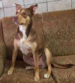 Heather, ADOPTABLE, Young Female Australian Kelpie & Pit Bull Terrier.