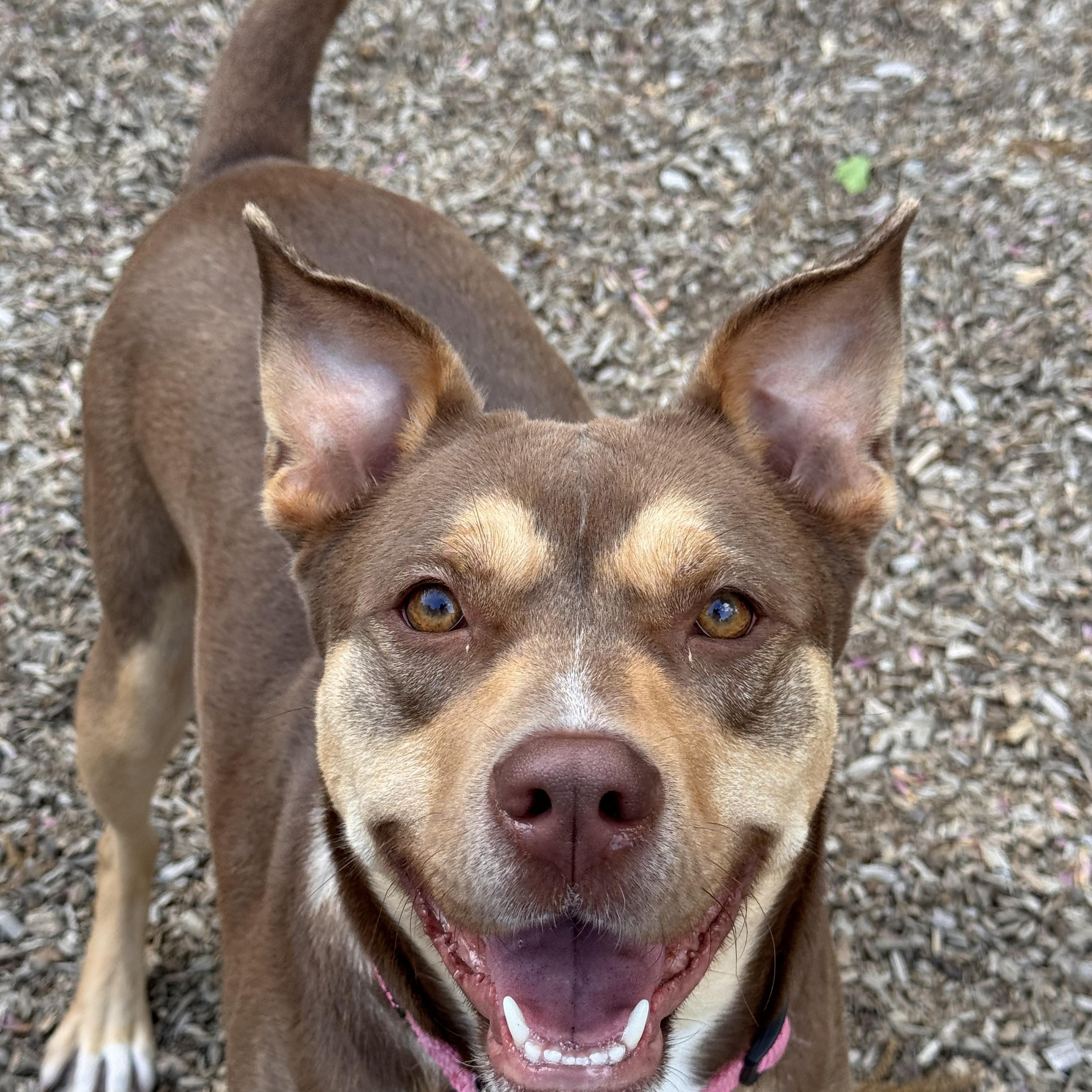 Heather, ADOPTABLE, Young Female Australian Kelpie & Pit Bull Terrier.